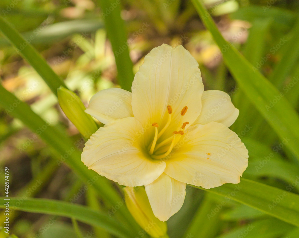 Blooming Daylily Blooming Daylily