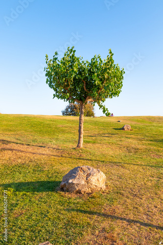 Beautiful isolated tree in a green meadow under blue sky. Summer vibes picture. photo