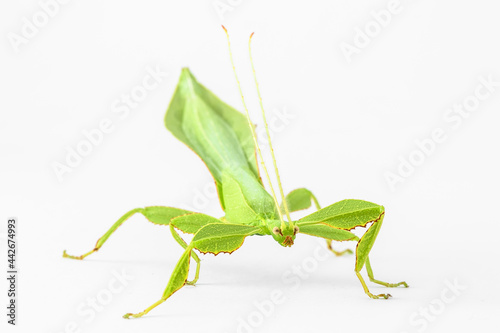 Green Leaf Mantis Mantid Mantises Mantidae Mantodea on dead autumn brown leaves in the jungles of Thailand, macro micro close up Phyllium celebicum bioculatum and copyspace photo