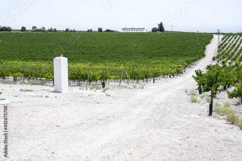 Pedro Ximenez vineyard on albariza photo