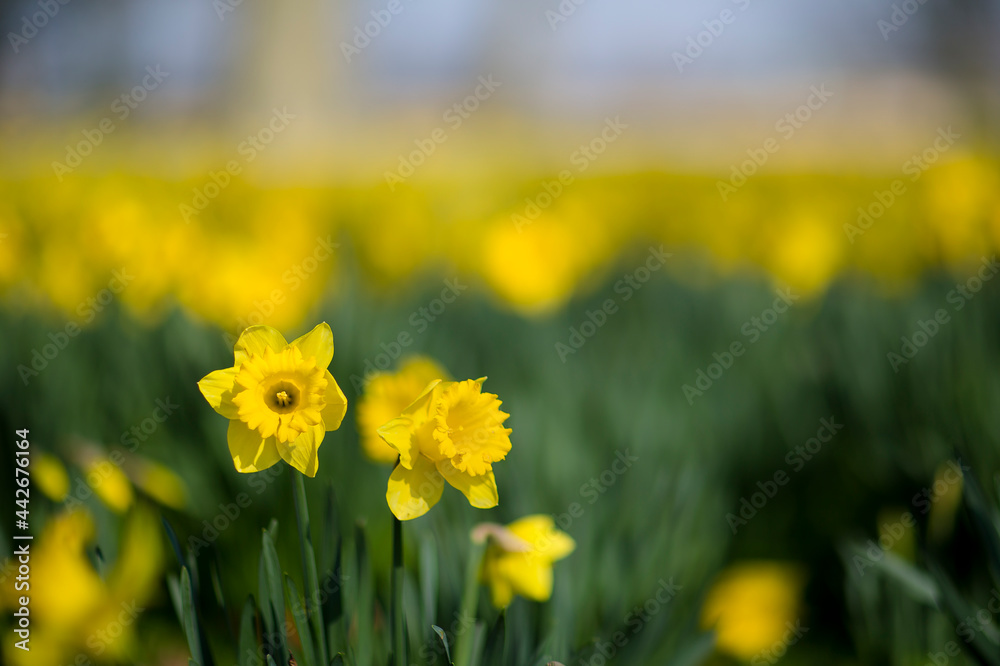 Fototapeta premium Daffodils in Fields