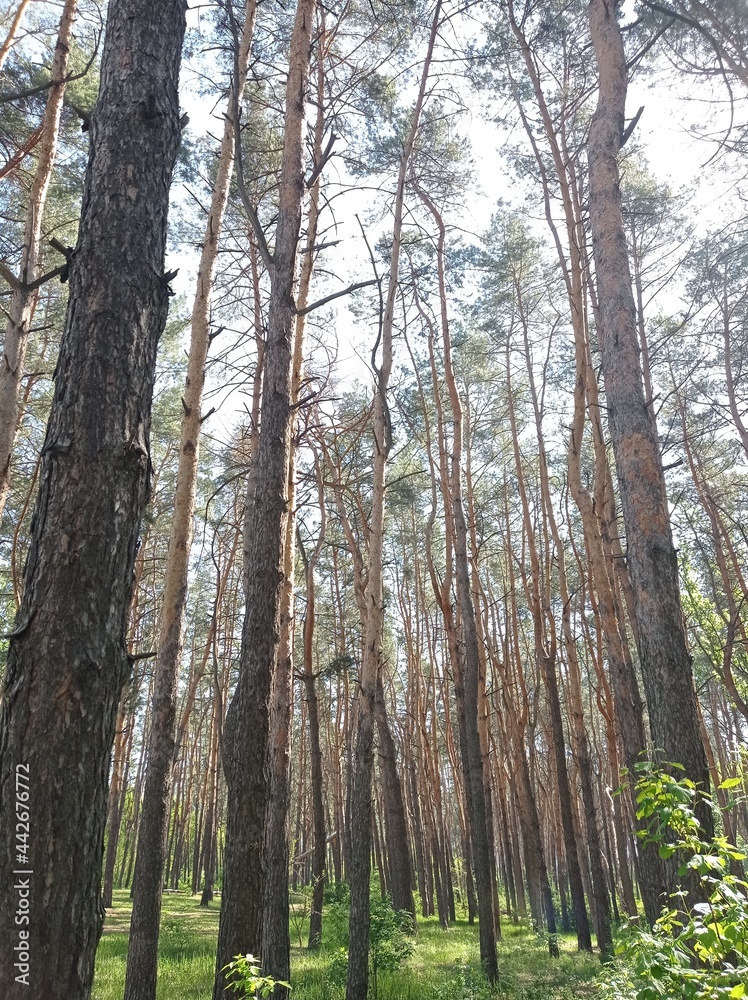 trees in the forest trees in the forest