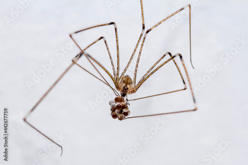 Long Leg Spider with Eggs on a white background