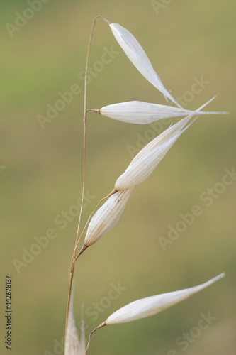 Detail of Avena sterilis, as known as wild oat, wild red oat, winter wild oat. Is a species of grass weed, and its seeds are edible.