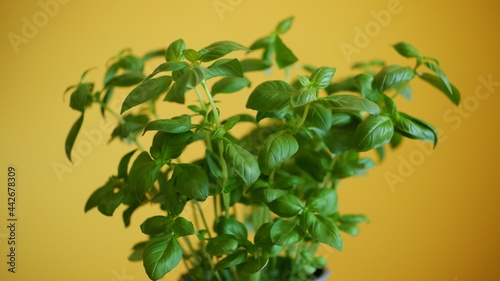 Close up of green basil against yellow background