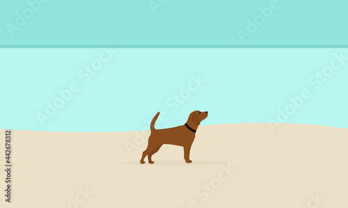 Dog with collar on an empty beach