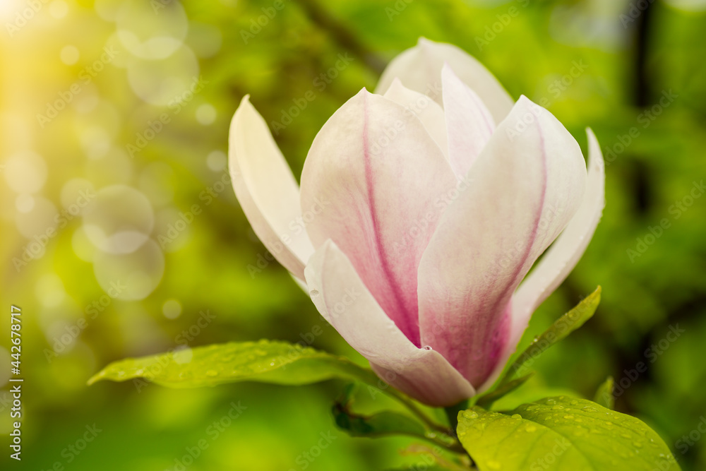 one pink flower on a branch of blooming magnolia close-up one pink flower on a branch of blooming magnolia close-up
