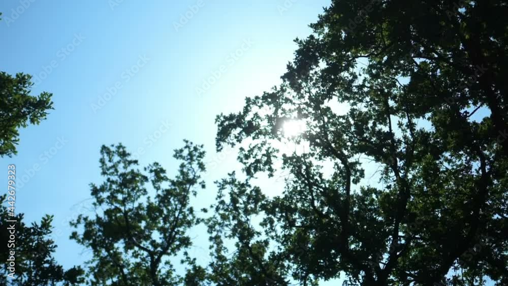 Car POV at sunbeams behind the trees in slow motion 180fps Car POV at sunbeams behind the trees in slow motion 180fps