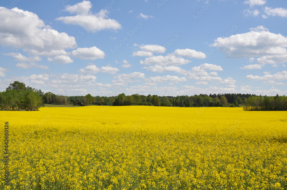 Rape field