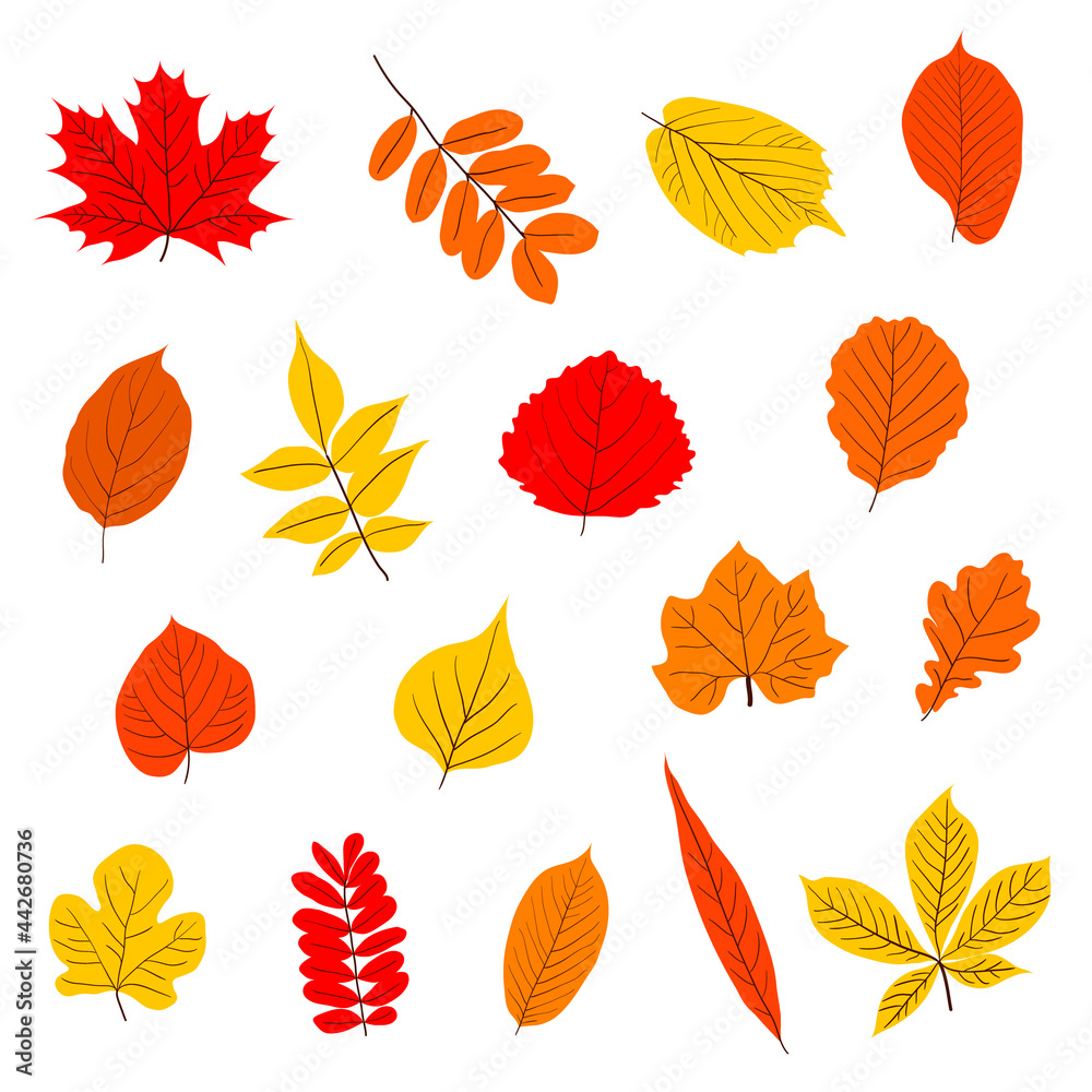 Obraz premium A set of autumn leaves. Vector isolated on a white background