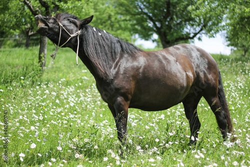 Ein Glücklicher Pferd