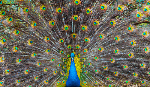 Ein Pfau in voller Pracht