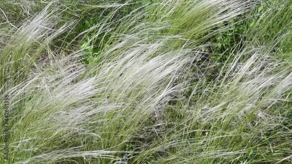 Woman hands gently touch wild grass in savanna. Meadow plants sway in wind. Nassella Tenuissima called Mexican feather grass growing in pampas. Slow motion
