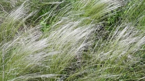 Woman hands gently touch wild grass in savanna. Meadow plants sway in wind. Nassella Tenuissima called Mexican feather grass growing in pampas. Slow motion photo