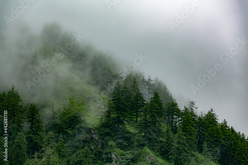 Fototapeta Naklejka Na Ścianę i Meble -  fog in the forest mountains 