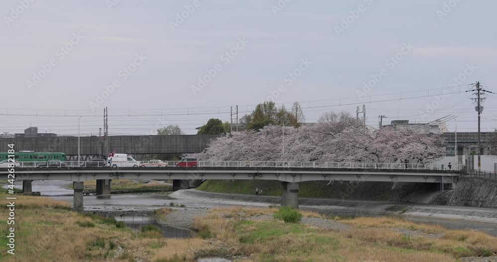 The best cherry blossom in Japan