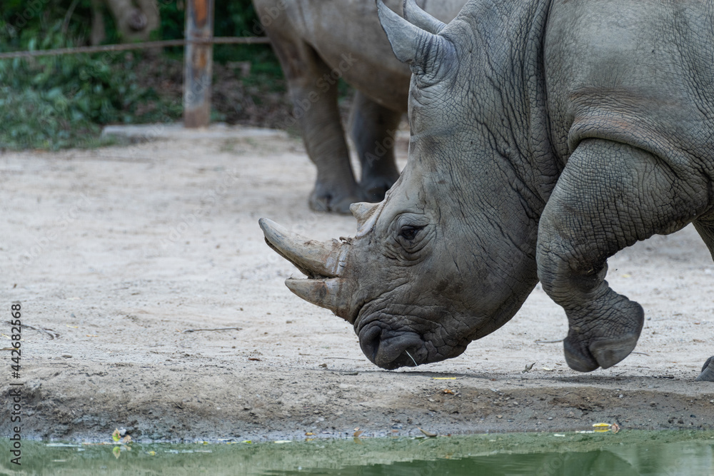 Obraz premium サイ