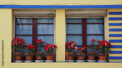 beautiful window with flowers, La Palma, Canary islands