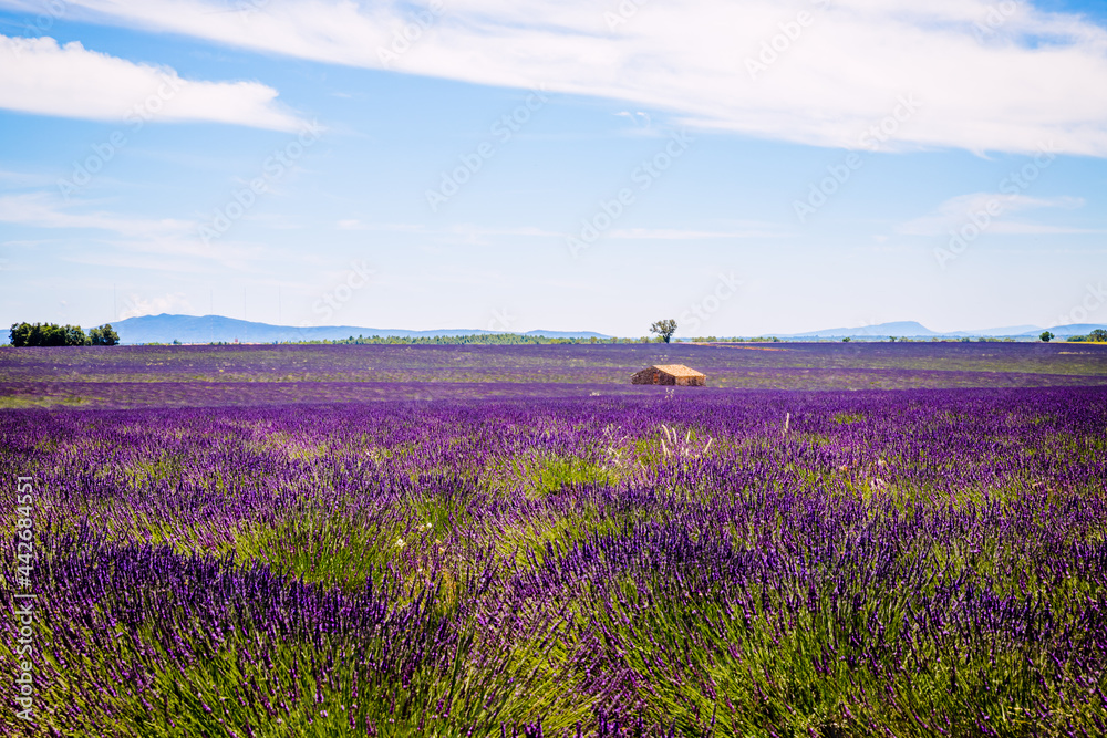 Naklejka premium Champs de Lavandes à Puimoisson sur le plateau de Valensol