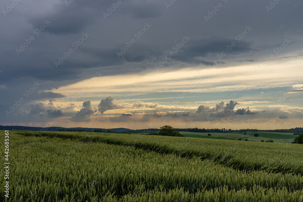 Aufziehendes Gewitter im Kraichgau über einem Getreidefeld.