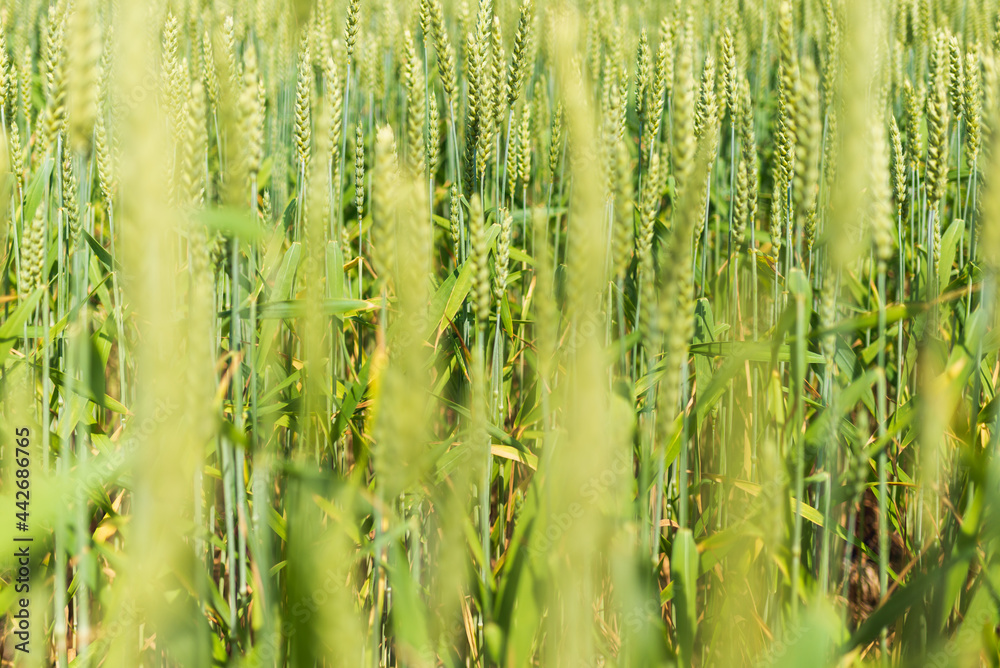 Close up of raw green wheat. Common wheat field. selective focus on subject.blurred summer day background.Protein food