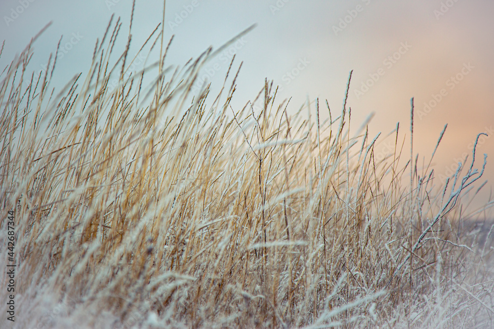 Fototapeta premium grass in the wind
