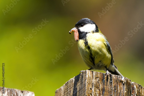 Great tit perched on a fence 