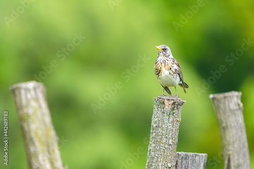 The Fieldfare (Turdus pilaris) perched on a fence pole