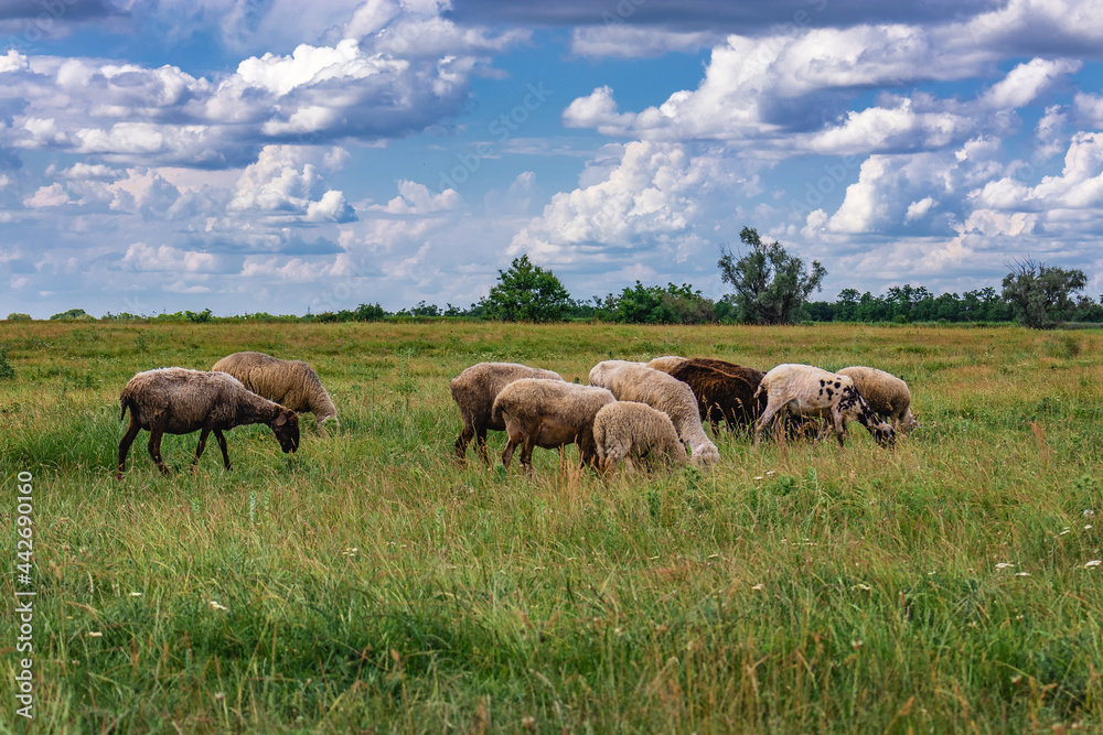 A picturesque landscape against the background of a blue sky with cumulus clouds and sheep in a pasture with green grass. Beautiful summer rural landscape. Sheep graze in a meadow. 