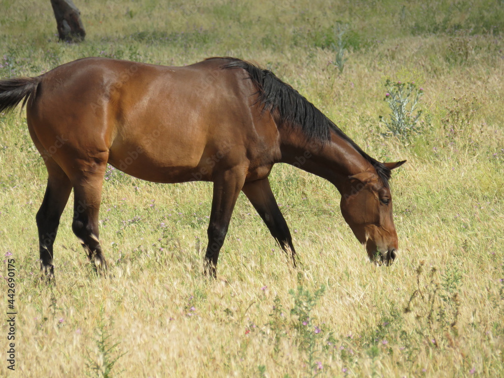 beautiful purebred Spanish horse eating in the grass meadow beautiful purebred Spanish horse eating in the grass meadow