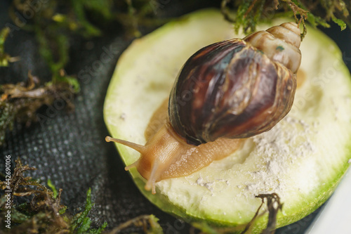 young snail is eating zucchini. Akhatina fulika. A giant African land snail. Pets. The care and care of the Selective focus. photo