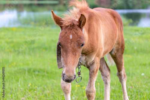 A foal on a shore of a country pond grazing in a lush green grass. © Garmon