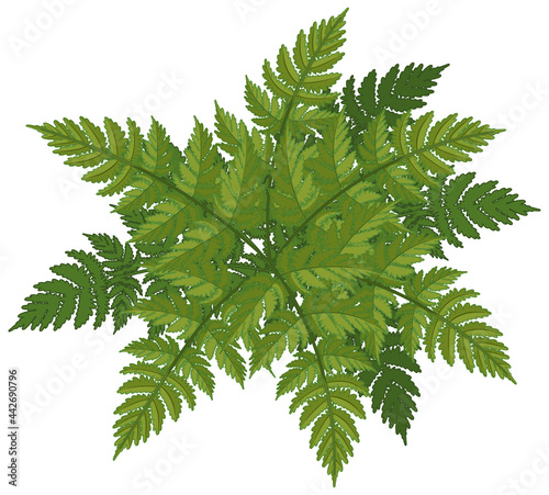 Fern leaves cartoon style isolated