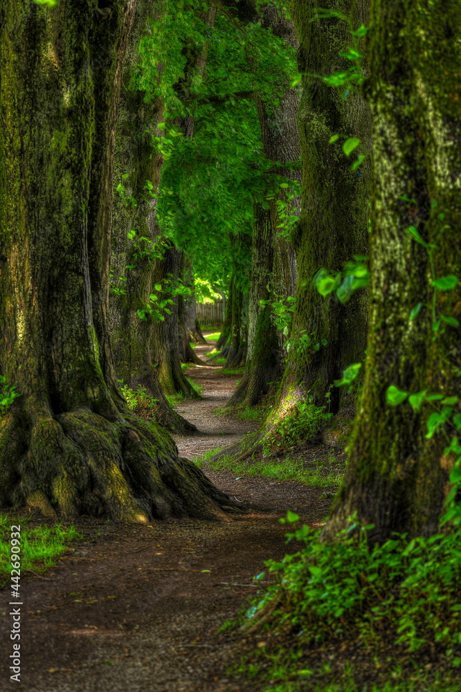 Naklejka premium Lindenallee 