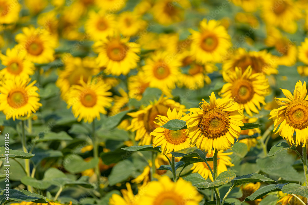 Sunflowers on the field closeup. Authentic farm series. Sunflowers on the field closeup. Authentic farm series.