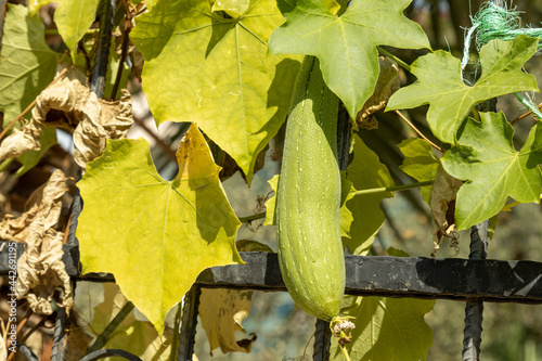 Imature Luffa fruit hanging on a fence. It is cultivated and eaten as a vegetable. Fully developed fruit is the source of the loofah scrubbing sponge. photo