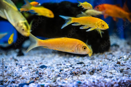 Goldfish in aquarium with clean water.