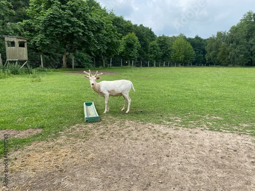 white goat on a meadow
