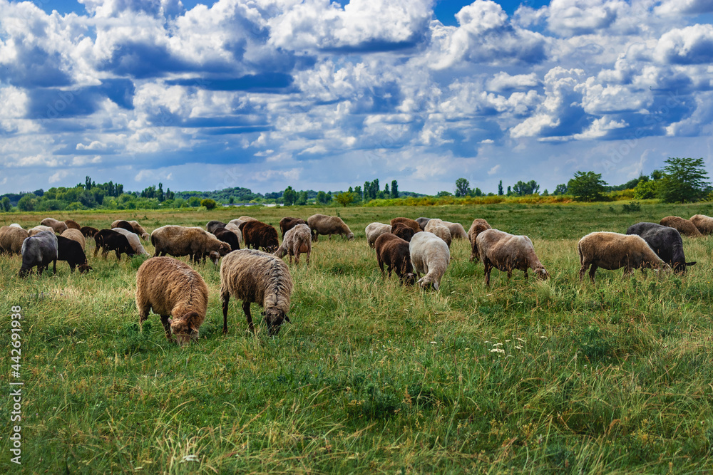 Obraz premium A flock of sheep in a beautiful meadow. A picturesque landscape against the background of a blue sky with cumulus clouds and sheep in a pasture with green grass. Beautiful summer rural landscape. Shee