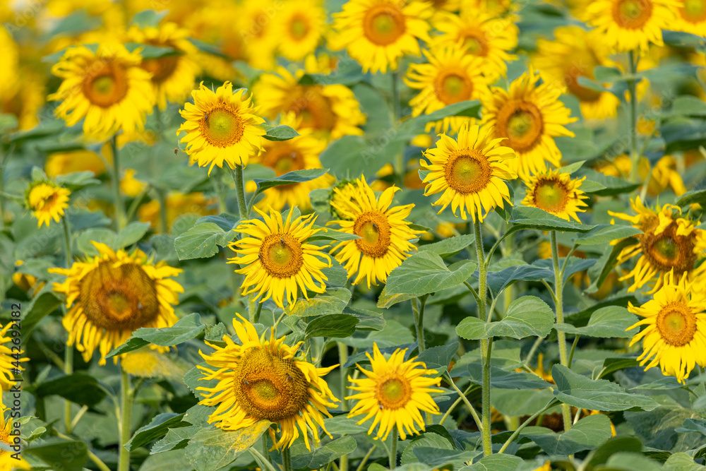 Sunflowers on the field closeup. Authentic farm series. Sunflowers on the field closeup. Authentic farm series.