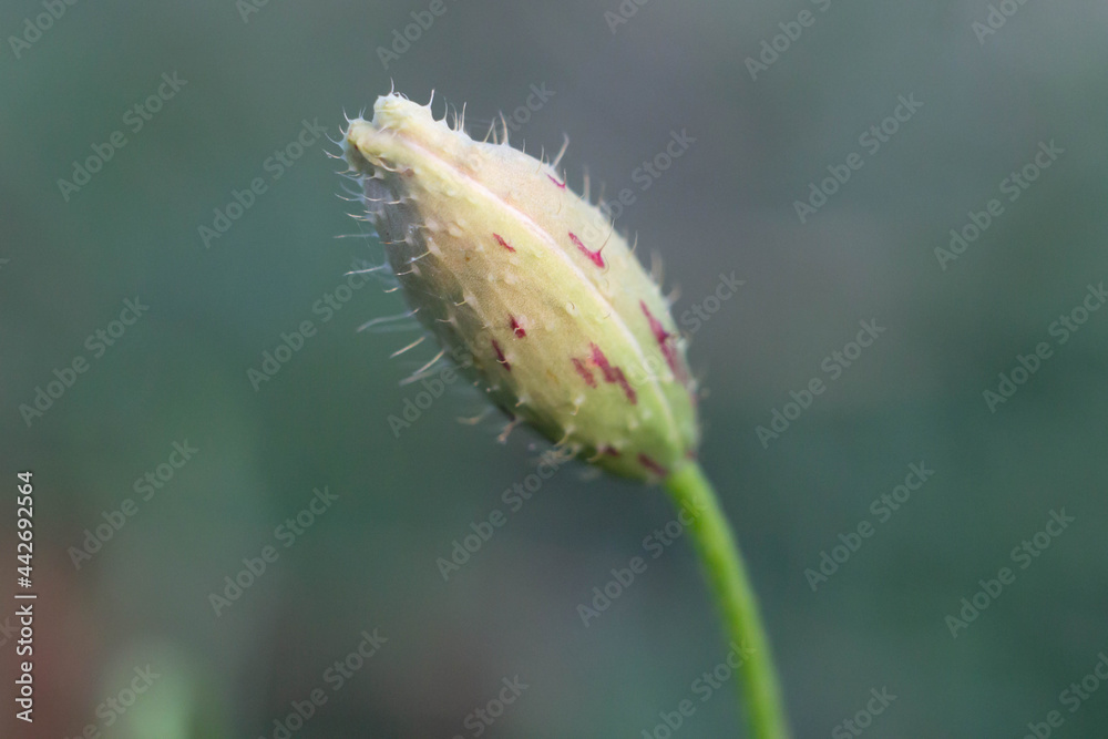 The bud of Papaver argemone on the field , is a species of flowering plant in the poppy family Papaveraceae.Its common names include long pricklyhead poppy, prickly poppy and pale poppy The bud of Papaver argemone on the field , is a species of flowering plant in the poppy family Papaveraceae.Its common names include long pricklyhead poppy, prickly poppy and pale poppy