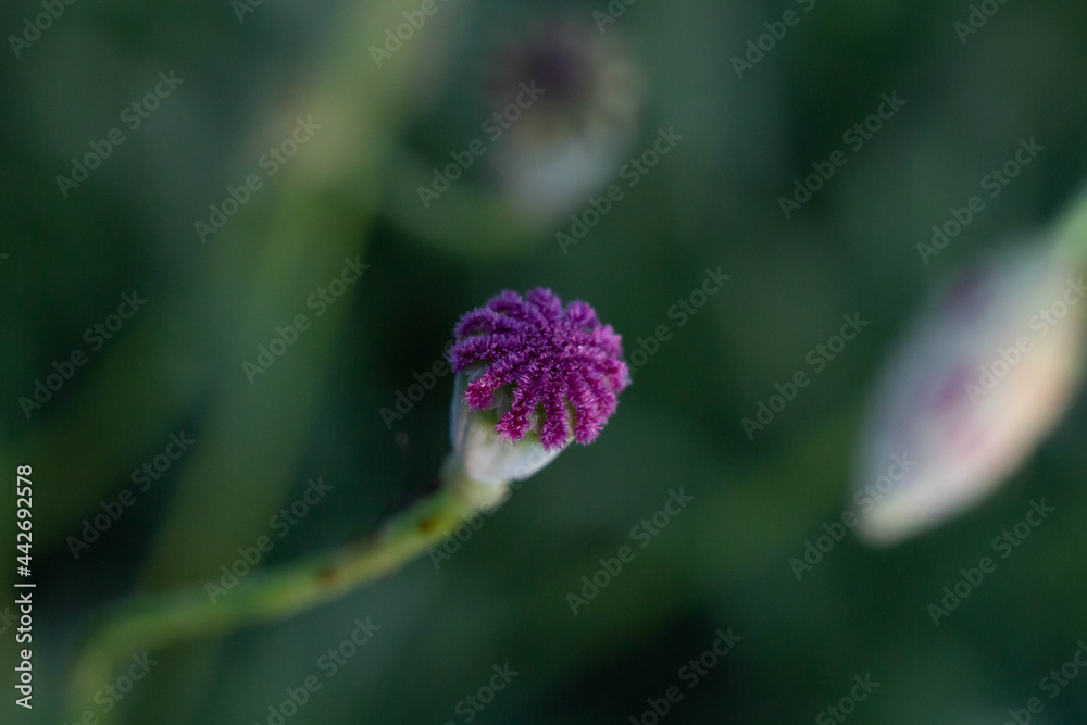 Capsule of Red poppy ( Papaver rhoeas) on green blur background. Select focus , Italian wild field. Capsule of Red poppy ( Papaver rhoeas) on green blur background. Select focus , Italian wild field.