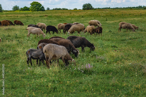 A flock of sheep in a beautiful meadow. Summer rural landscape. A picturesque landscape against the background of sheep in a pasture with green grass. Sheep graze in a meadow.