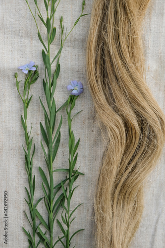 Flax blooming stalks and flax tow on a linen cloth. Natural fabric concept. Vertical image. 
