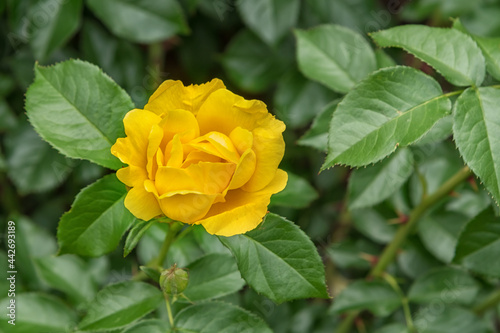 Rose Lemon Fizz Kolorscape with brilliant, deep-yellow, non-fading flowers accompanied by glossy, green foliage