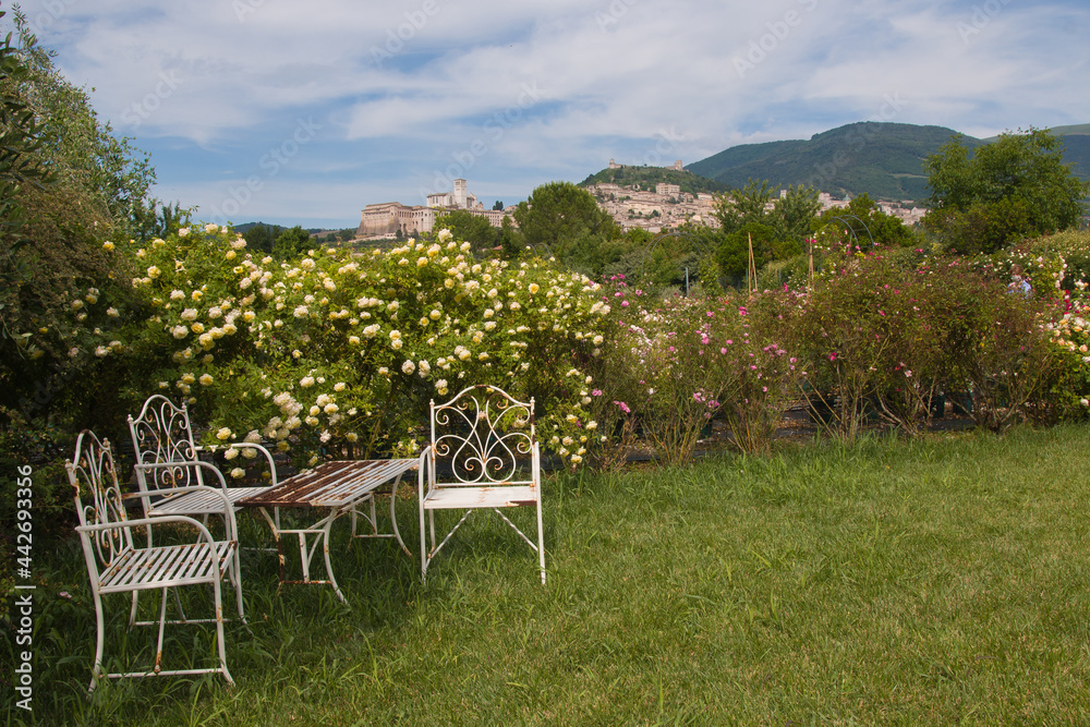 Fototapeta premium View of english romantic garden with roses and Assisi medieval city in the background