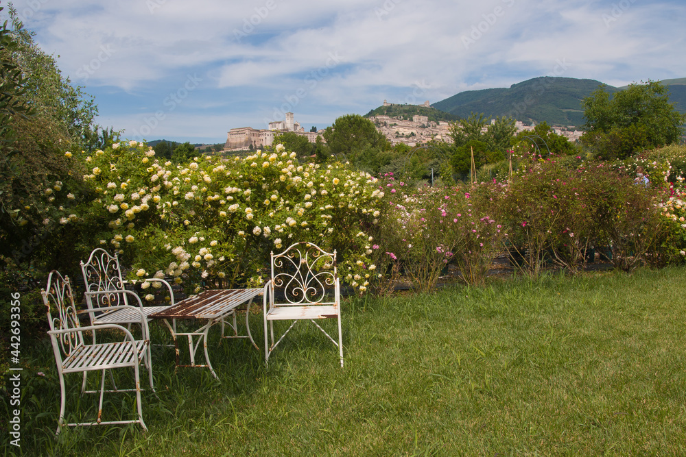 View of english romantic garden with roses and Assisi medieval city in the background