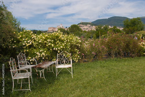 View of english romantic garden with roses and Assisi medieval city in the background