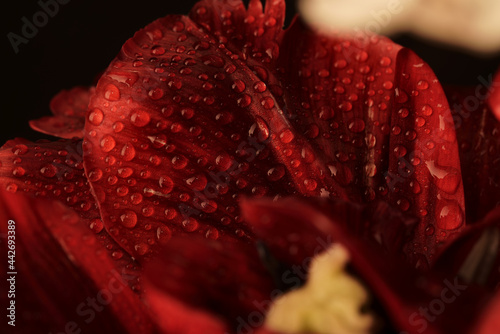 Lead of red tulip with highly detalized water drops on it