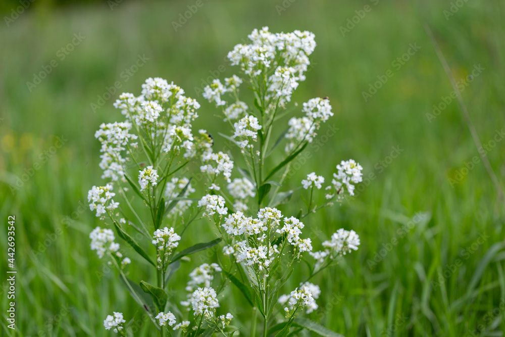 Horseradish (Armoracia rusticana, syn. Cochlearia armoracia) is a